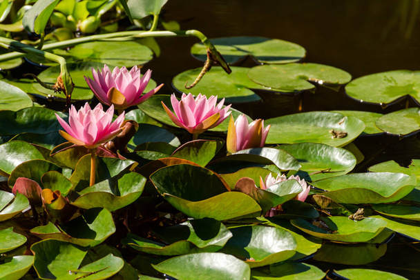 Des lotus roses fleurissent sur un étang ornemental dans le jardin. Lotus fleur Marliacée Rosée ou eau rose Lys lat. Nymphée. Fond naturel floral. Lumière du soleil brillante. Éclat de fleurs parmi les feuilles vertes - Photo, image