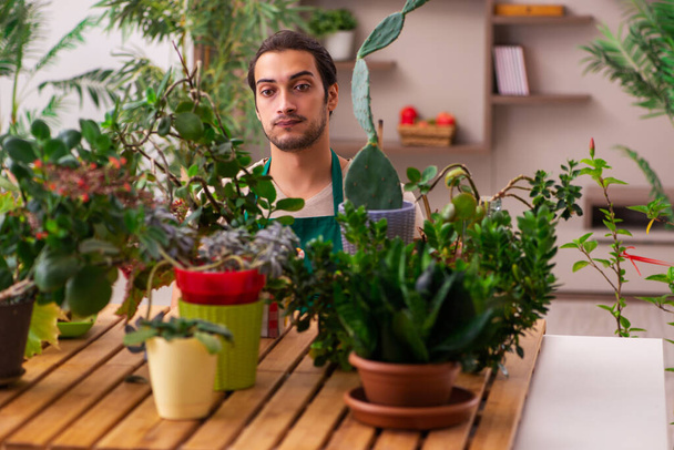 Joven jardinero masculino con plantas en el interior - Foto, imagen