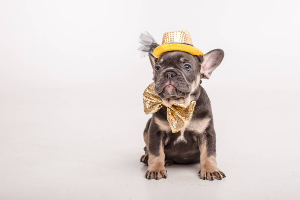 a French bulldog puppy in a gentleman's carnival butterfly is isolated on a white background - Photo, Image