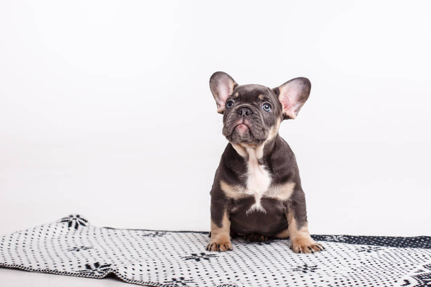 French bulldog puppy on a blanket isolated on a white background - Photo, Image