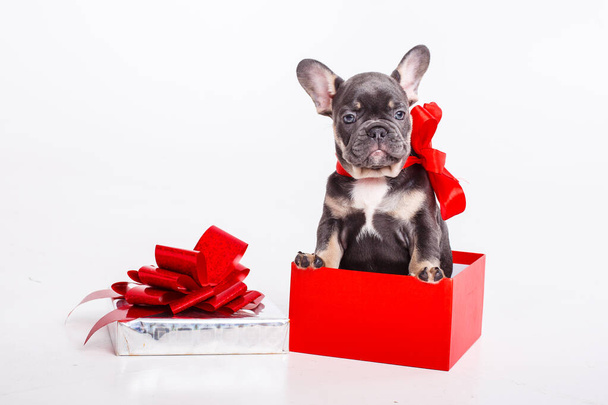 Französische Bulldogge Welpe in Geschenkbox isoliert auf weißem Hintergrund, - Foto, Bild