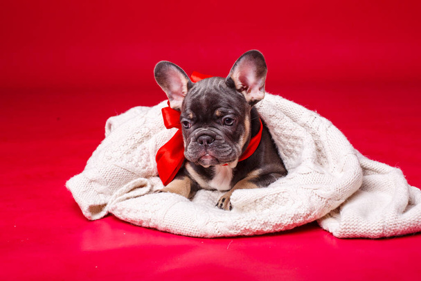 Французский бульдог щенок, завернутый в клетку изолированы на красном фоне - Фото, изображение