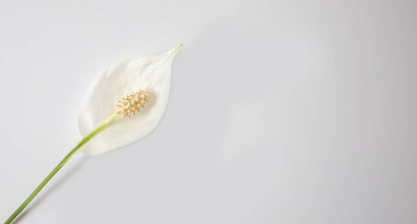 weiße Blüten spathiphyllum auf weißem Hintergrund - Foto, Bild