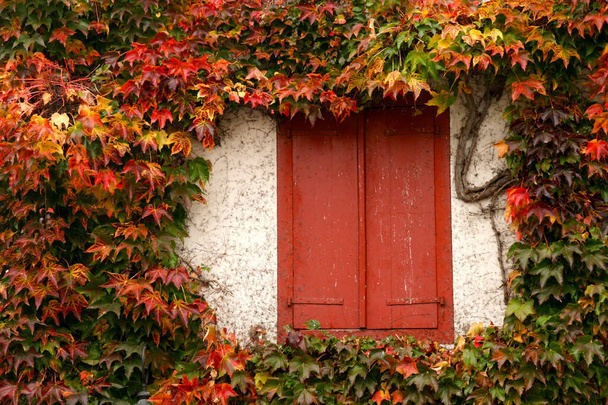 Colores otoñales en una fachada de la casa en Espelette, Francia - Foto, Imagen