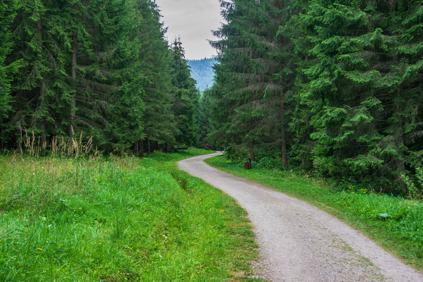 Ścieżka z Ogrodu Wróżki, Borsec, Rumunia - Zdjęcie, obraz