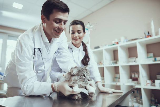Female veterinarian looking at an injection cat. - Φωτογραφία, εικόνα