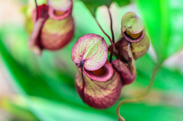 Nepenthes, Monkey Cup ou Tropical Pitcher plant
 - Photo, image
