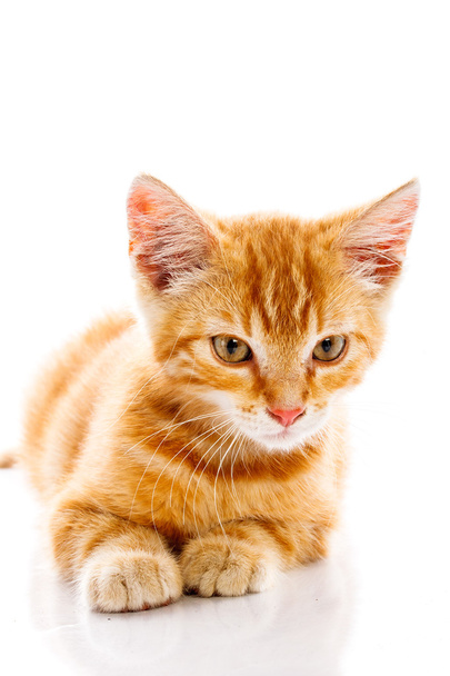 rote kleine Katze - Foto, Bild