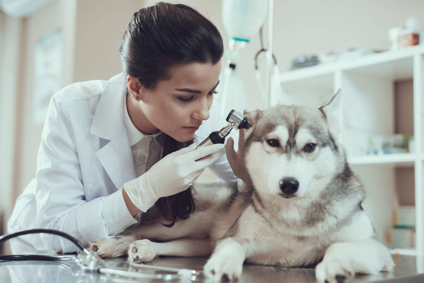 Woman examines dog that lies on table in clinic. - Фото, зображення