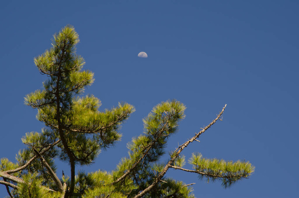 Canary Island pine Pinus canariensis and moon. - Photo, Image