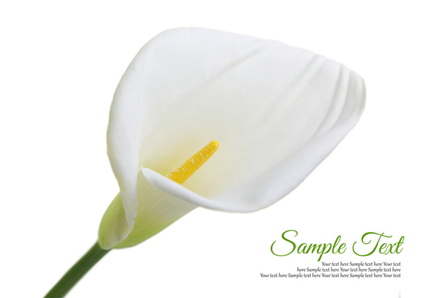 Beautiful white Calla lily isolated on white background - Photo, Image