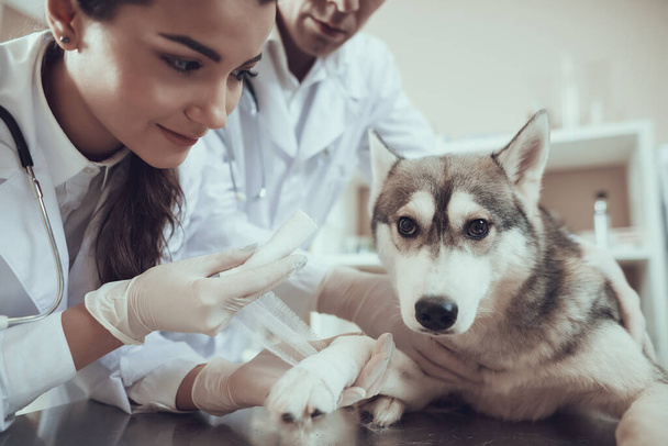 A woman is bandaging the paw of a dog.  - Photo, image