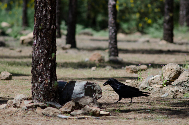 Canary Islands raven Corvus corax canariensis in a forest. - Photo, Image