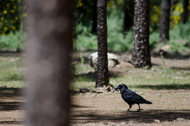 Canary Islands raven Corvus corax canariensis in a forest. - Photo, Image