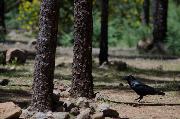 Cuervo canario Corvus corax canariensis en un bosque. - Foto, imagen