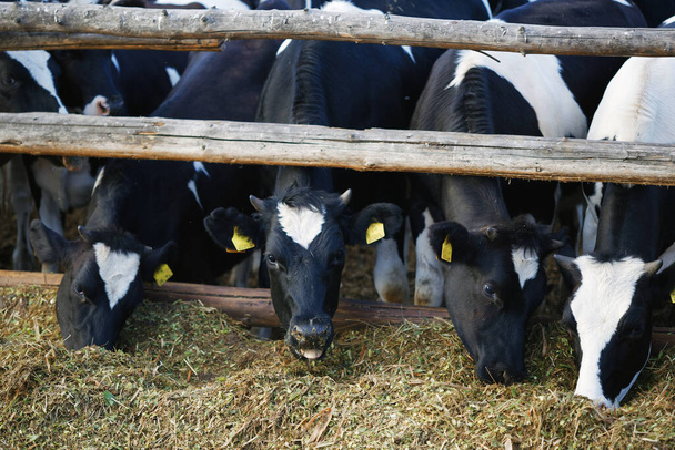 koeien zwart-wit in de box eet kuilvoer 2020 - Foto, afbeelding