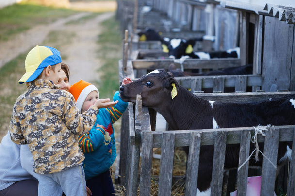 dzieci karmią małe cielęta krów w gospodarstwie 2020 - Zdjęcie, obraz
