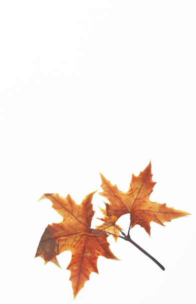Small maple leaf on white background - 写真・画像
