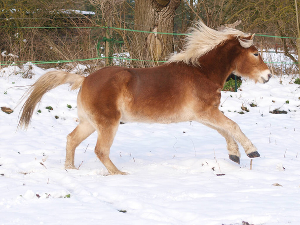 Haflingerský kůň si užívá volnosti v zasněženém výběhu. - Fotografie, Obrázek