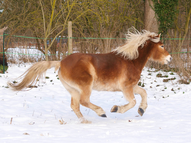 Een Haflinger paard geniet van zijn vrijheid in een besneeuwde paddock. - Foto, afbeelding