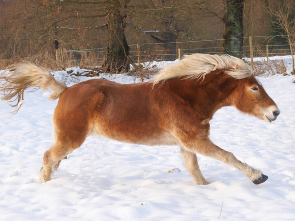 A Haflinger horse enjoys being at liberty in a snowy paddock. - Photo, Image
