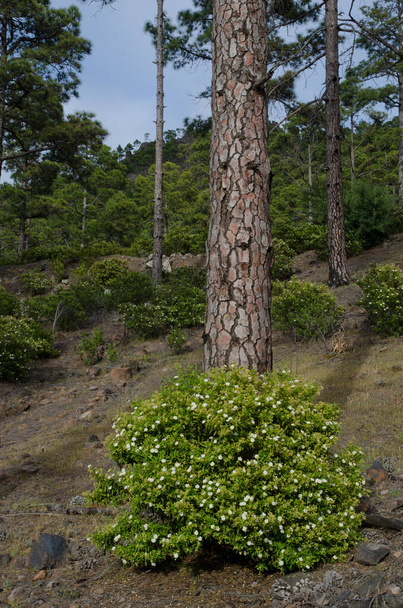 Arbusto de cistus de Montpellier y pino canario. - Foto, imagen