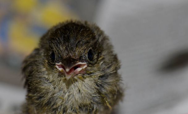 Front view of a chick blackcap Sylvia atricapilla calling. - Photo, Image