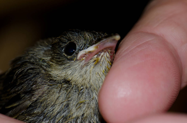 Chick blackcap Sylvia atricapilla next to a toe. - Photo, Image