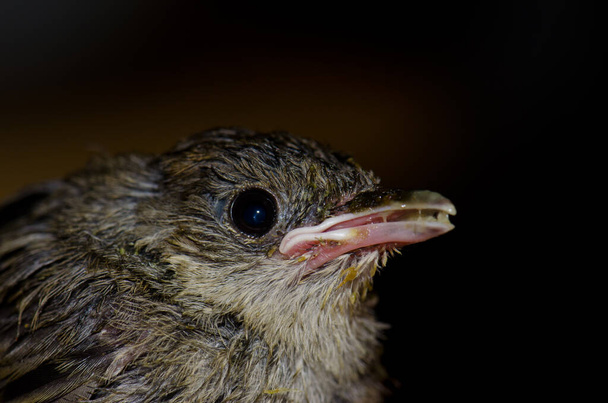 Portret van een chick blackcap Sylvia atricapilla eten. - Foto, afbeelding