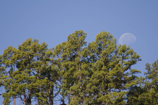 Ліс сосна Pinus canariensis і місяць. - Фото, зображення