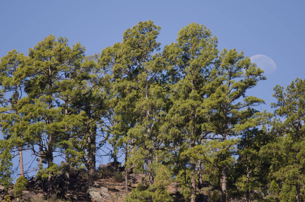 Kiefernwald der Kanarischen Inseln Pinus canariensis und Mond. - Foto, Bild