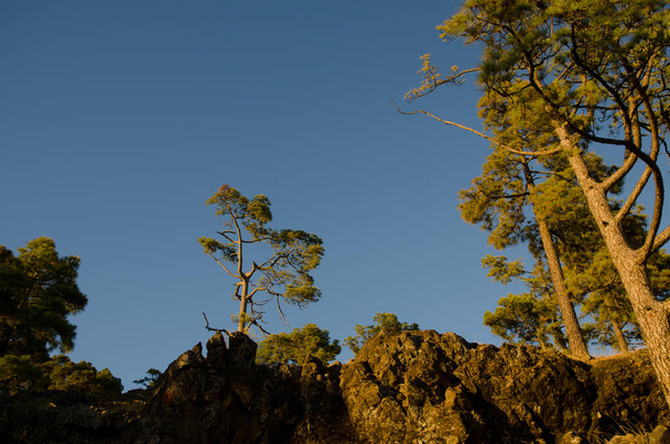 Kanarische Pinus canariensis im Alsandara-Gebirge. - Foto, Bild