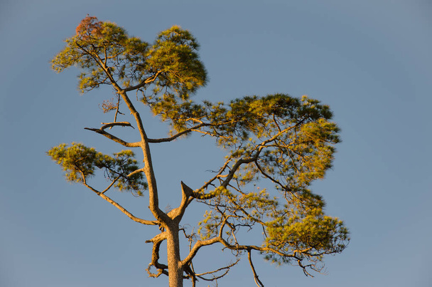 Canary Island pine Pinus canariensis in the Alsandara mountain. - Photo, Image