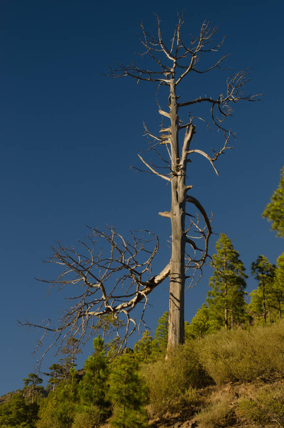 Toter Stamm der Kanarischen Pinus canariensis. - Foto, Bild