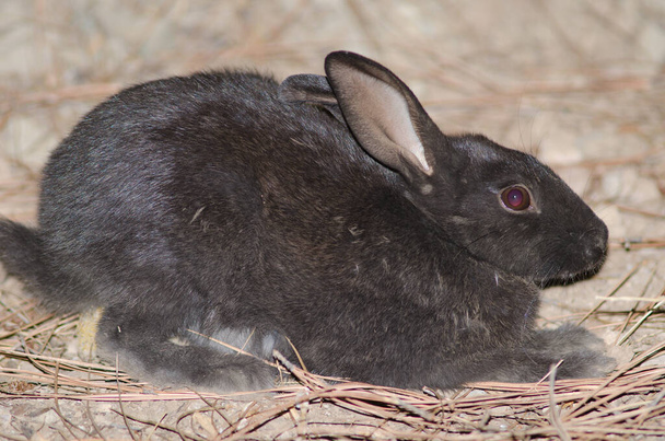 Melanistic European rabbit in the Integral Natural Reserve of Inagua. - Photo, Image