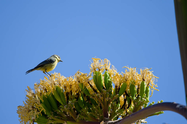 African blue tit on fruits of maguey. - Foto, imagen