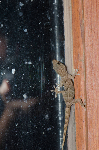 Boettgers muur gekko en fotograaf weerspiegeld in het venster. - Foto, afbeelding