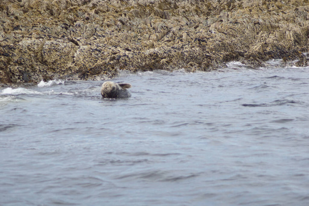 Een paradijs voor zeehonden.Myross Island ligt in het zuiden van Ierland in de Keltische Zee. Keltische Zee is een gebied van de Atlantische Oceaan tussen de zuidkust van Ierland, de zuidwestkust van Wales en de noordkust van Devon en  - Foto, afbeelding