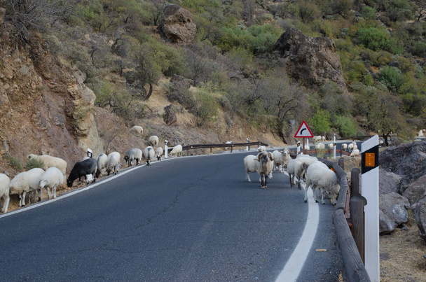 kudde schapen Ovis aries op de weg. - Foto, afbeelding