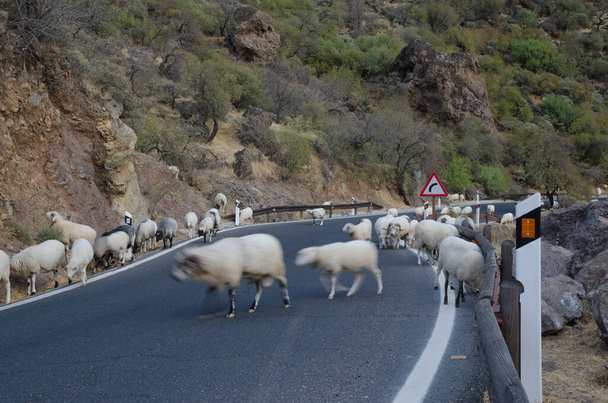 kudde schapen Ovis aries op de weg. - Foto, afbeelding