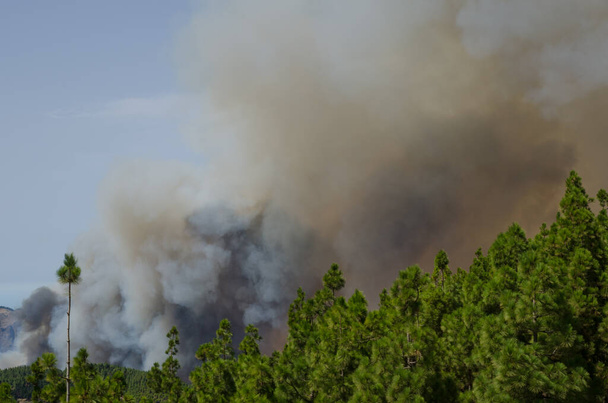Лесной пожар в лесу Канарской сосны. - Фото, изображение