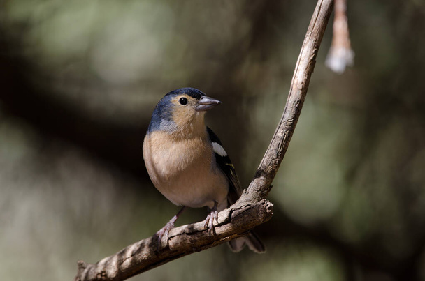 Common chaffinch Fringilla coelebs canariensis on a branch. - Photo, Image