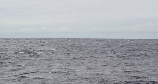 Nas águas irlandesas todos os anos numerosas espécies de baleias e golfinhos cavort. Até à data, foram registadas 24 espécies de mamíferos marinhos ao largo da costa da Irlanda.. - Foto, Imagem