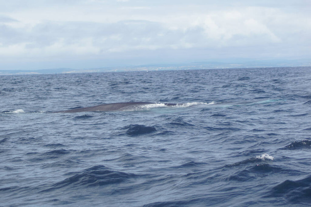 Nas águas irlandesas todos os anos numerosas espécies de baleias e golfinhos cavort. Até à data, foram registadas 24 espécies de mamíferos marinhos ao largo da costa da Irlanda.. - Foto, Imagem