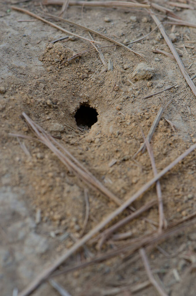 Nido de avispa en el suelo en el Parque Rural Nublo. - Foto, imagen