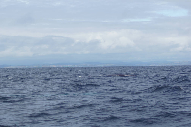 İrlanda sularında her yıl sayısız balina ve yunus türü havlıyor. Şimdiye kadar İrlanda açıklarında 24 deniz memelisi türü tespit edildi.. - Fotoğraf, Görsel