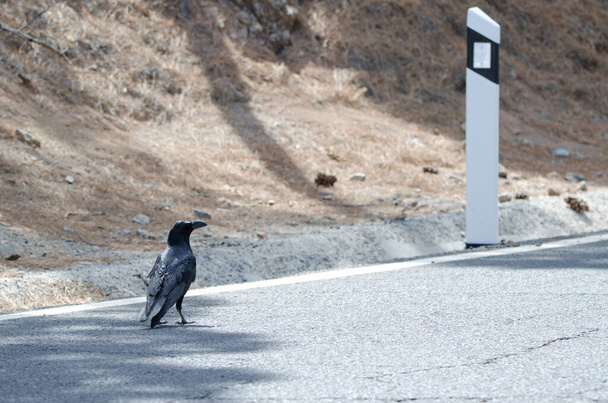 Cuervo canario Corvus corax canariensis en una carretera. - Foto, Imagen