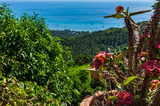 Green island view and blue ocean water in blure, red flowers in foreground - Photo, Image