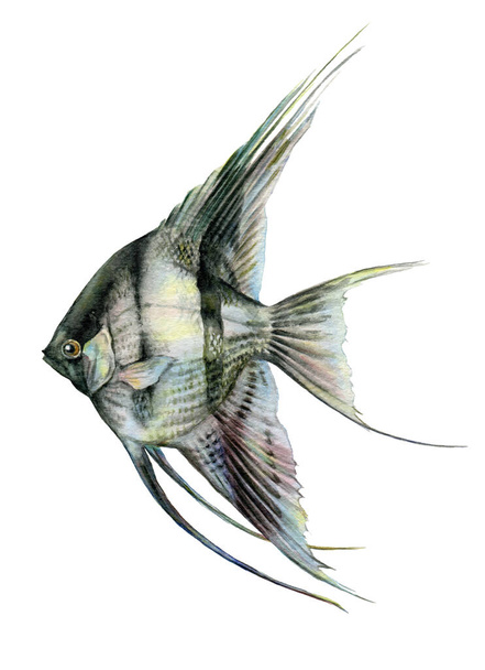 Ασπρόμαυρη ακουαρέλα αγγελόψαρου από κοντά. Χέρι που scalare (Pterophyllum) ψάρια - εξωτικό κατοικίδιο ζώο ενυδρείου από τον ποταμό Αμαζόνιο. Απομονωμένα σε λευκό φόντο. - Φωτογραφία, εικόνα