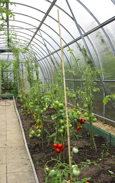 Tomates rojos y verdes madurando en el arbusto en un invernadero
 - Foto, imagen
